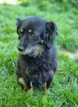Kochana Lusia do adopcji