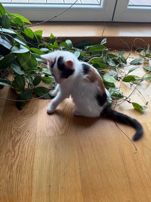 Uroczy malutki kotek szuka kochającego domu!