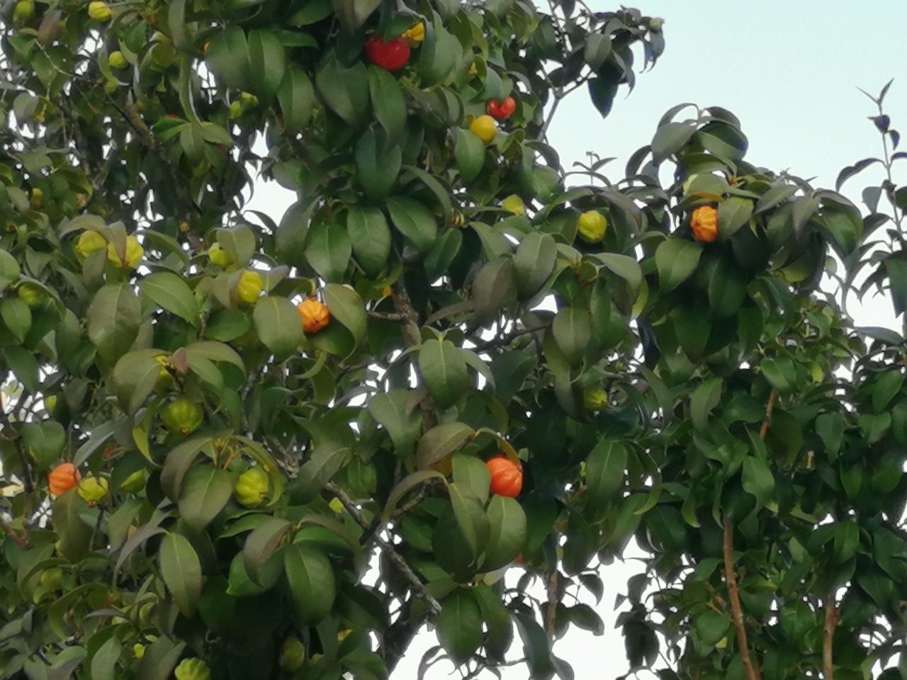 Planta da pitanga de vários tamanhos e preços