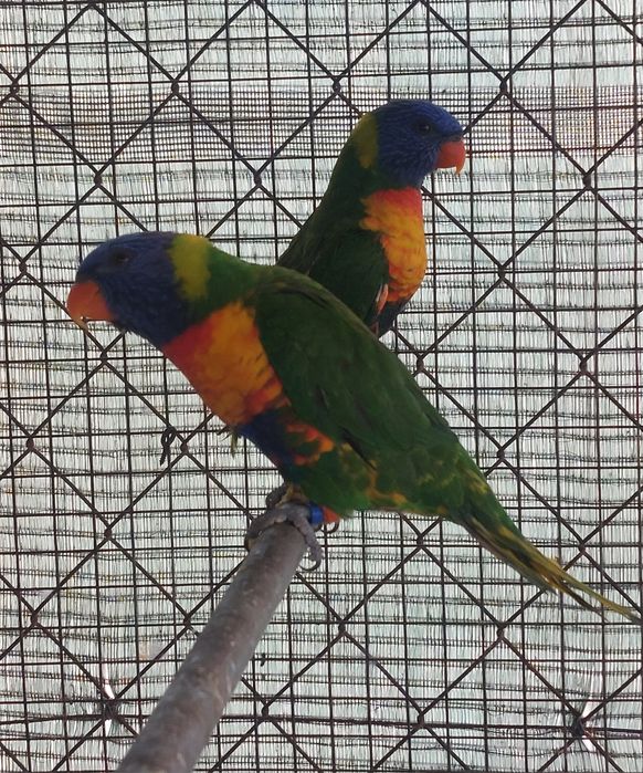 TRÊS Loris Molucanos 2025 sexados