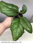 Продаж Hoya , Хойя ,квіти
