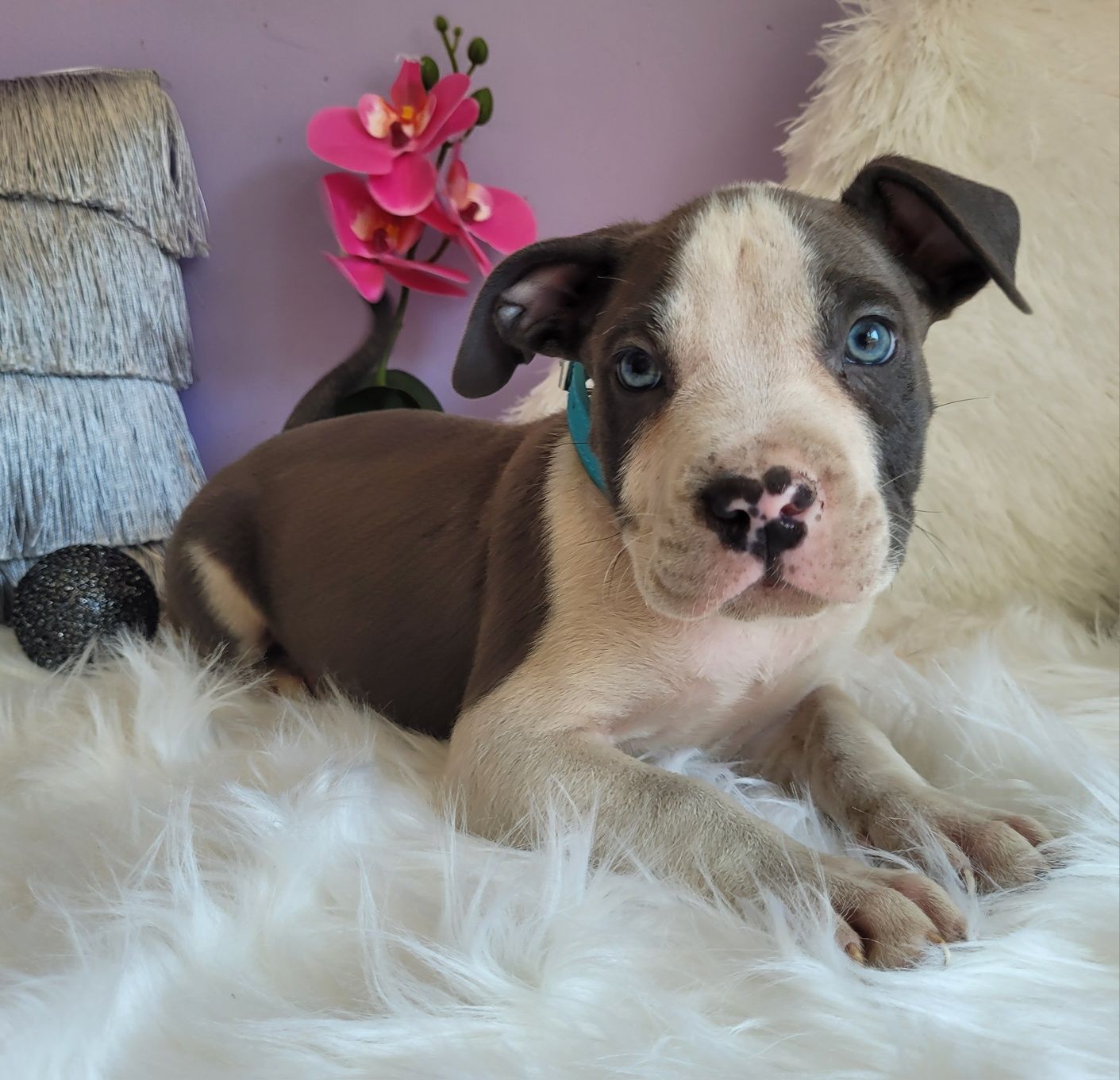 Śliczny chłopiec amstaff blue!
