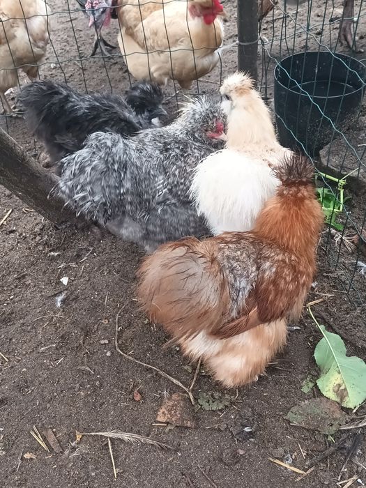 Sedosas barbudas do Japão