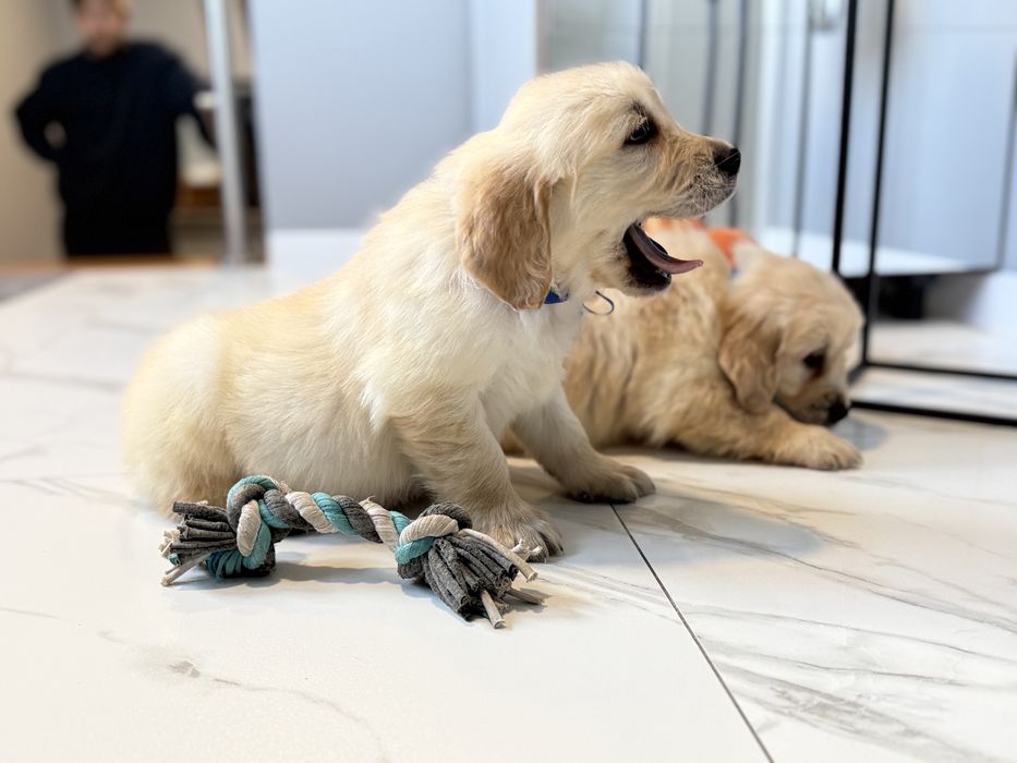 Golden Retriever szczeniak piesek biszkoptowa