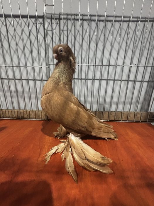 Wywrotek Mazurski samiec żółty 24r