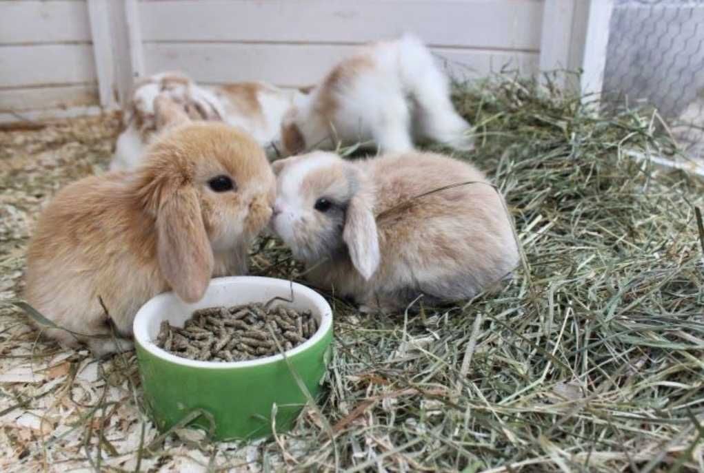 KIT Coelhos anões mini Lop(orelhudos) lindíssimos e muito dóceis