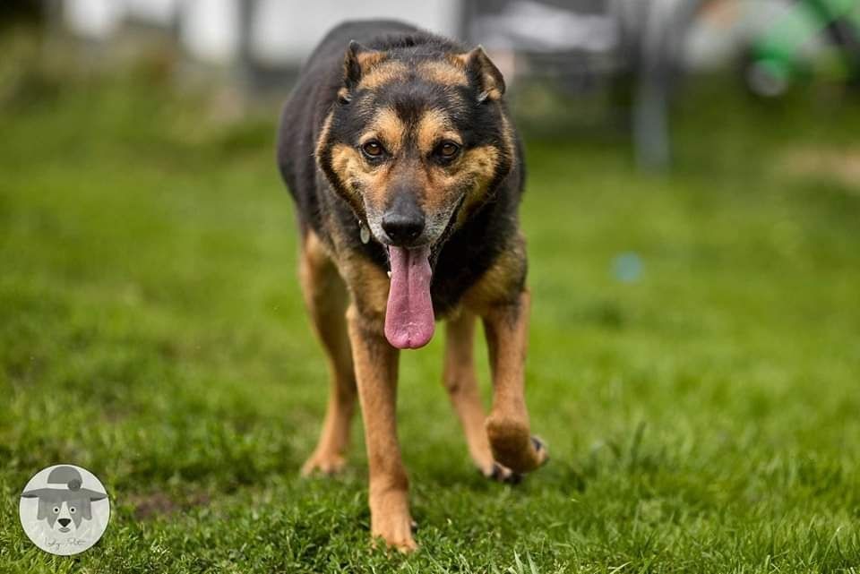 Klusek szuka domu na ostatnie lata życia