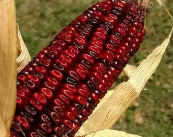 MILHO RUBY VERMELHO - Adaptado a Portugal