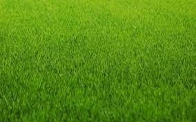 Семена Газонной Травы Спортивная