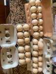 Vendo ovos de peru galados
