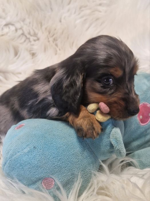 **JASPER **jamnik miniaturowy długowłosy blue merle do rezerwacji