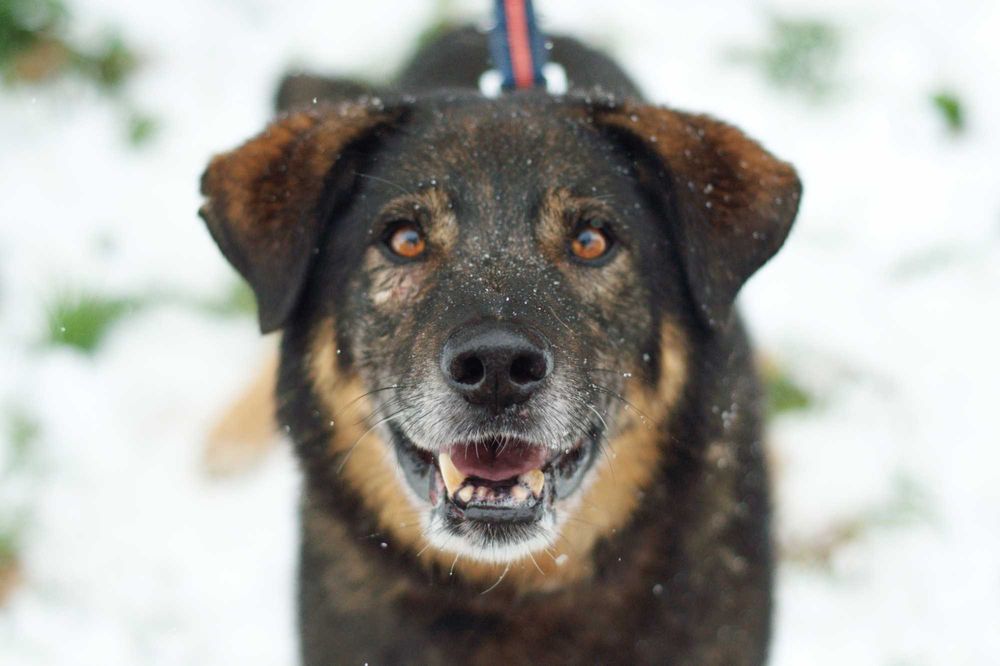 BOJAN - dojrzały, spokojny i grzeczny piesio