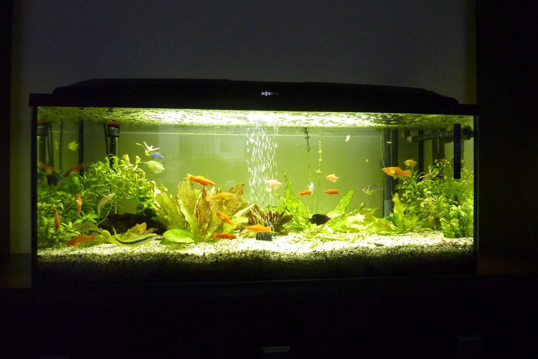 Akwarium 160l +ryby+rośliny kompletny zestaw