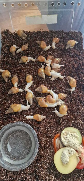 ślimaki afrykańskie