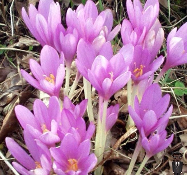 Безвременник або кохікум