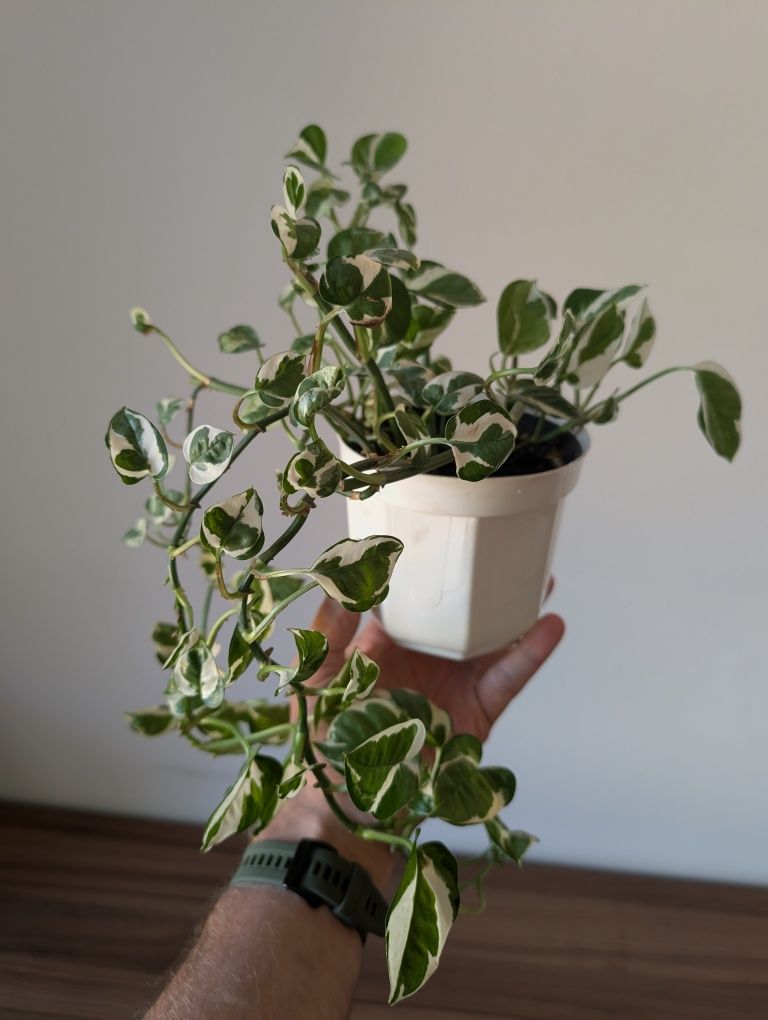 Epipremnum N'joy