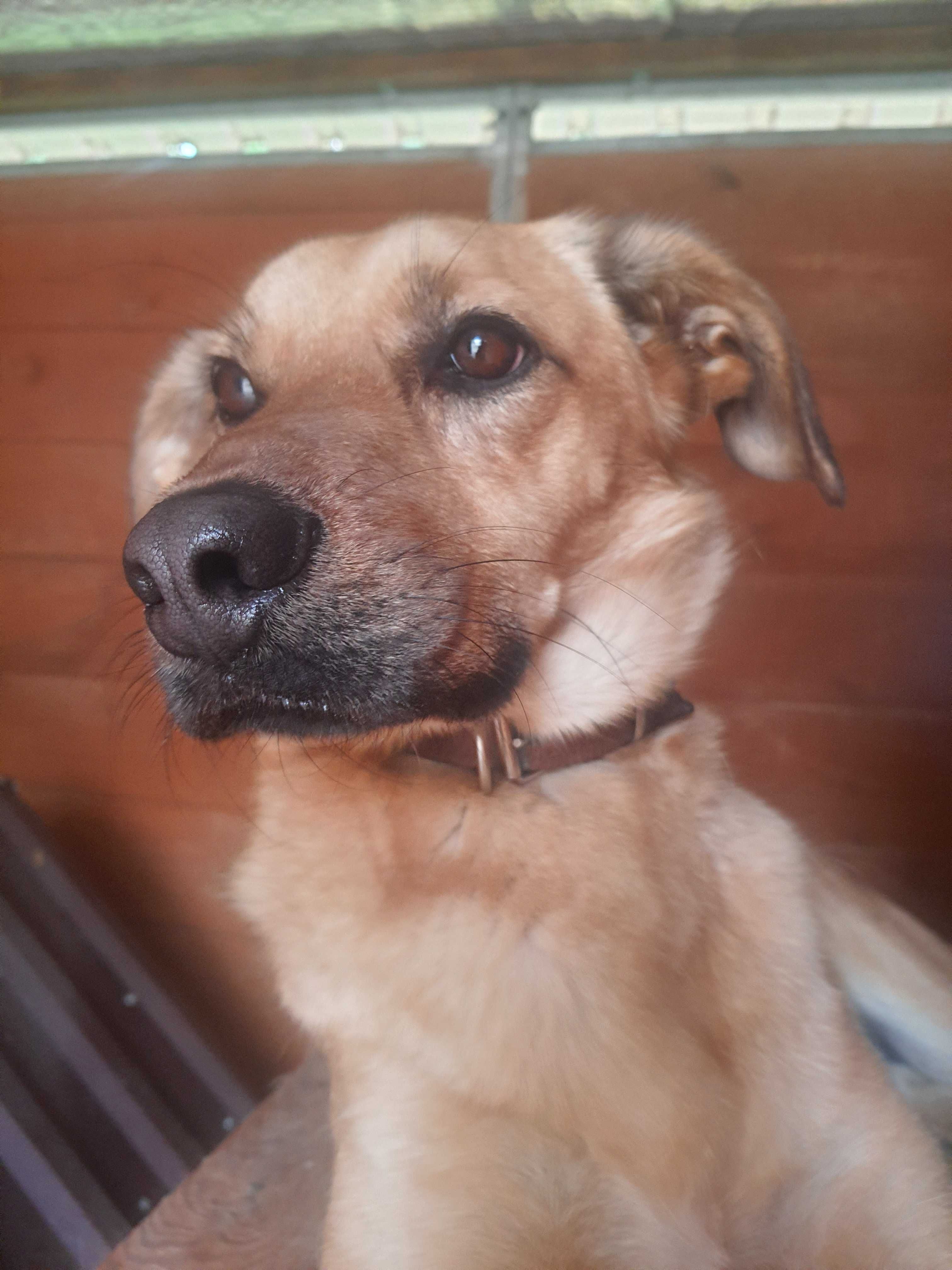 LOKI_wysoki, przystojny, cudowny_schronisko_Skierniewice