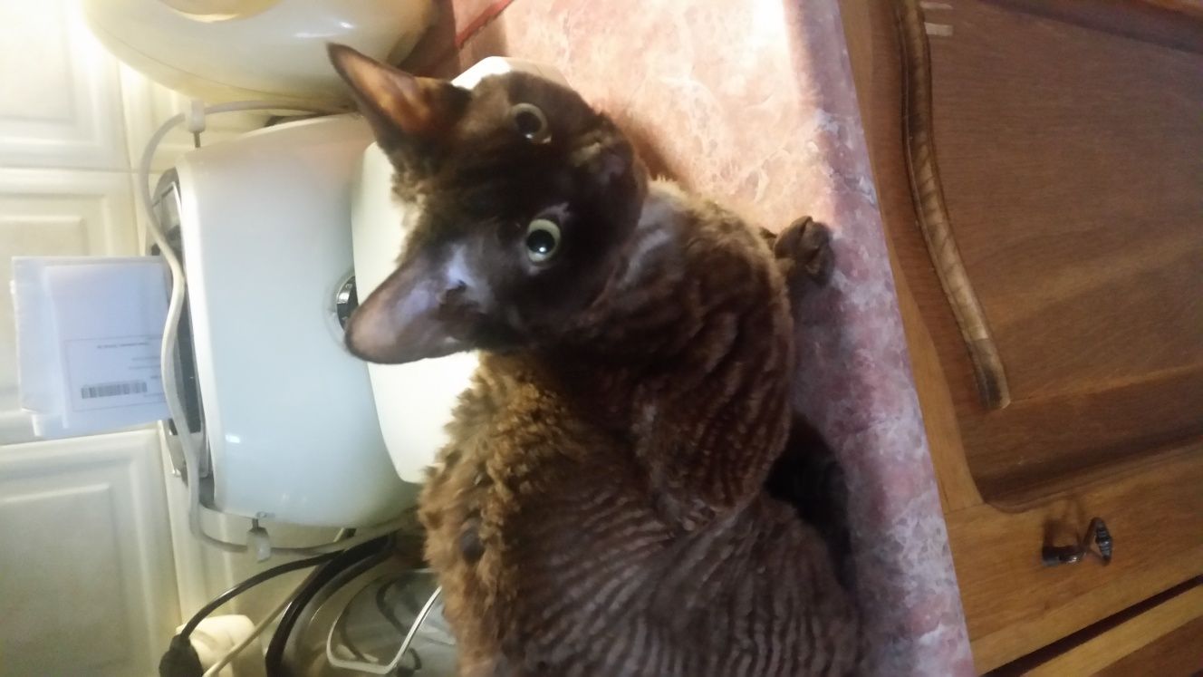 Devon Rex reproduktor