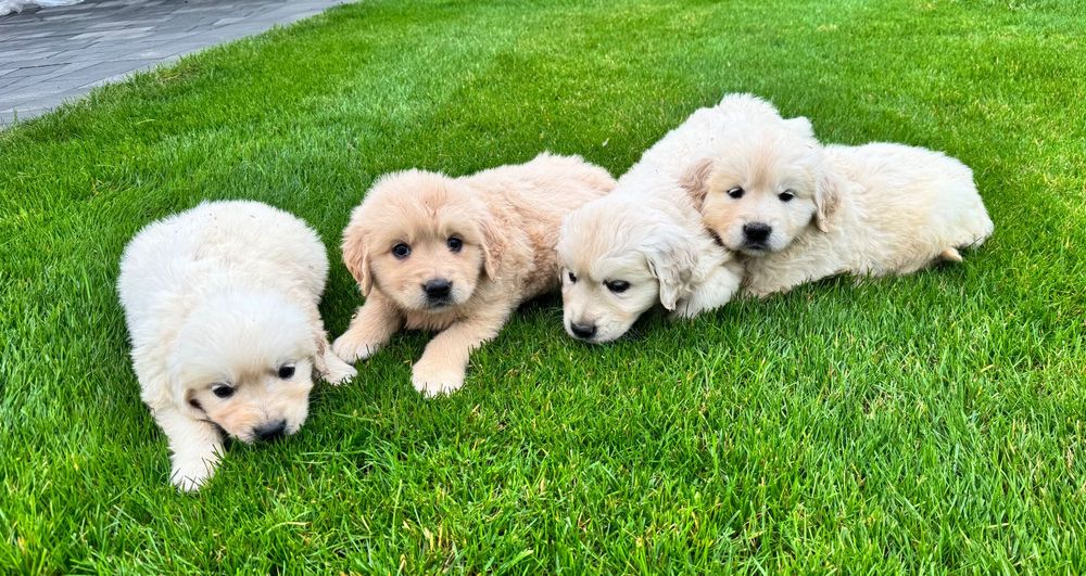 Golden retriever