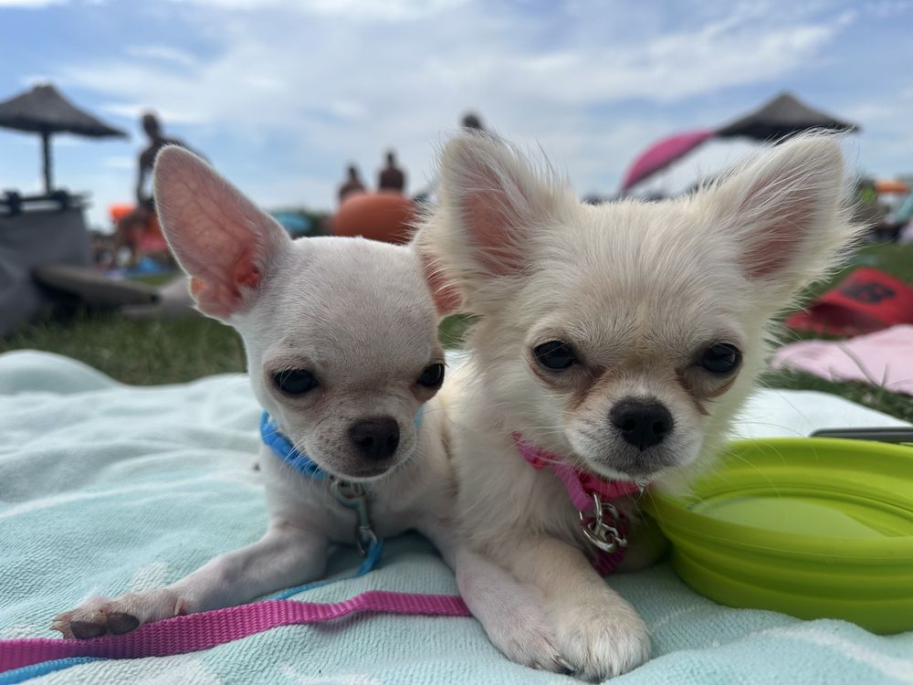 Chihuahua chlopiec szczenie FCI