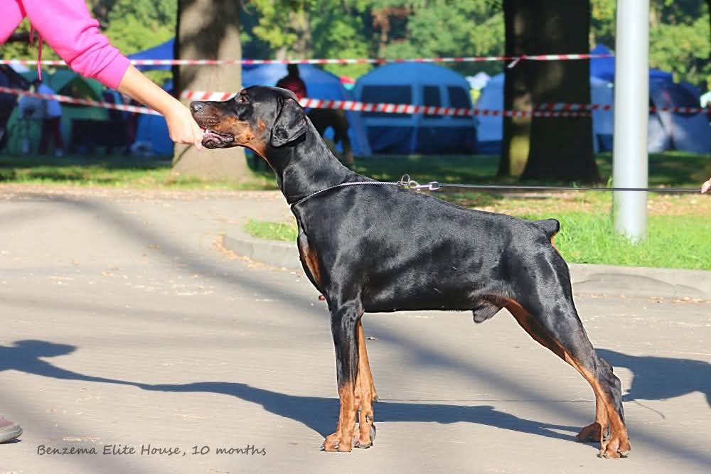 10-miesięczny samiec Dobermann (ZkwP - FCI)