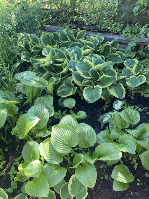 Хосты кусты разные сорта, любой размер