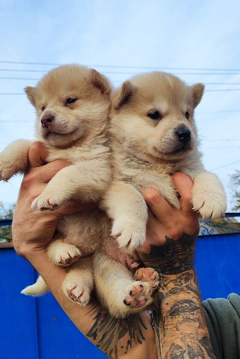 Бомбезні малюки - продаж