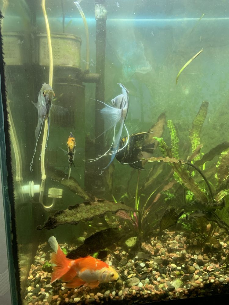 Рибкі акваріумні