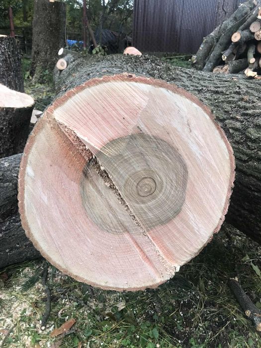 Pień jesionu – kłoda z drzewa jesion