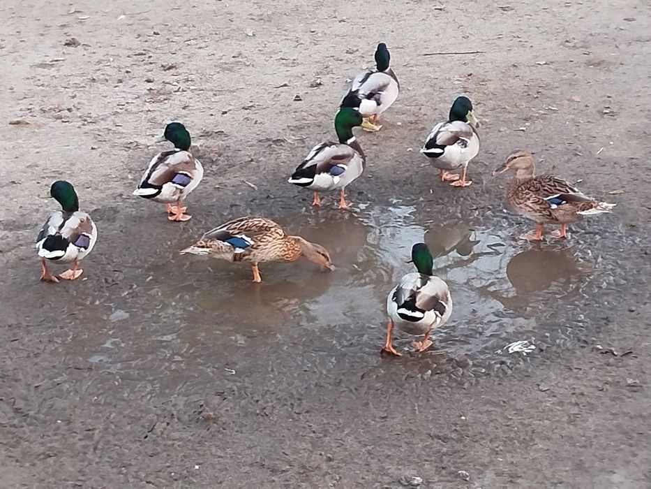 Sprzedam kaczki ozdobne