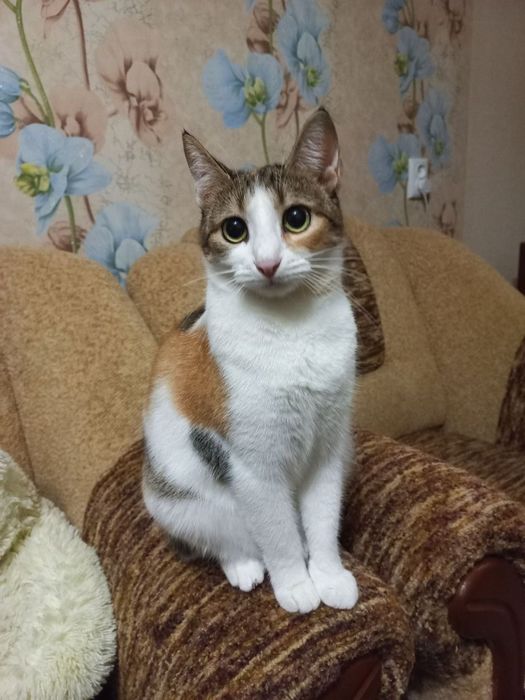 Дівчинка Нюша стерилізована