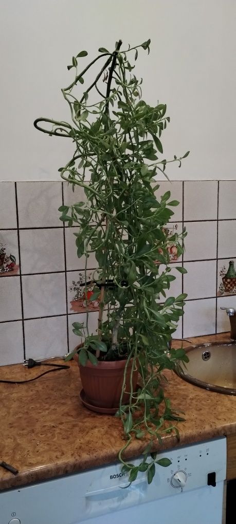 Drzewo mleczne kwiatek doniczkowy