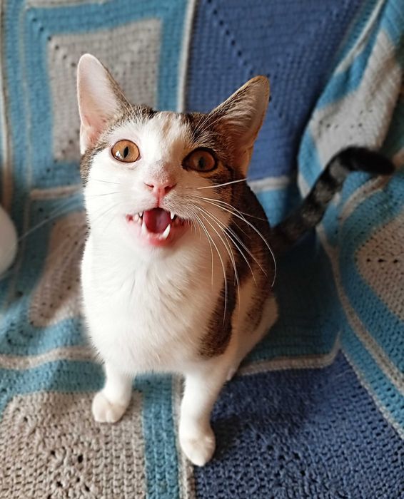 Słodki Jonaszek szuka nowego domu