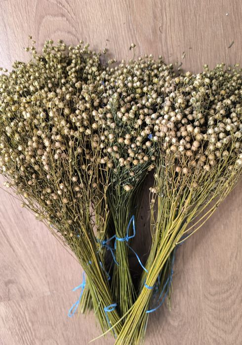 Льон колоски пшениці жита сухоцвіти для декору