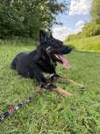 Laser – miks owczarka i rottweilera szuka domu!