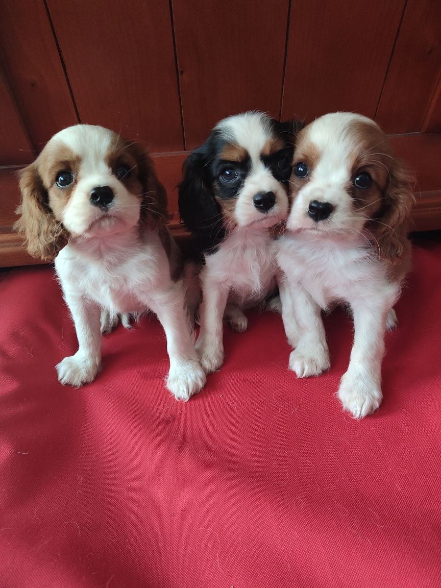 Cavalier King Charles Spaniel