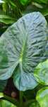Planta tropical natural