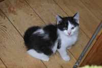 czarno-biała kotka 2,5 m-ca