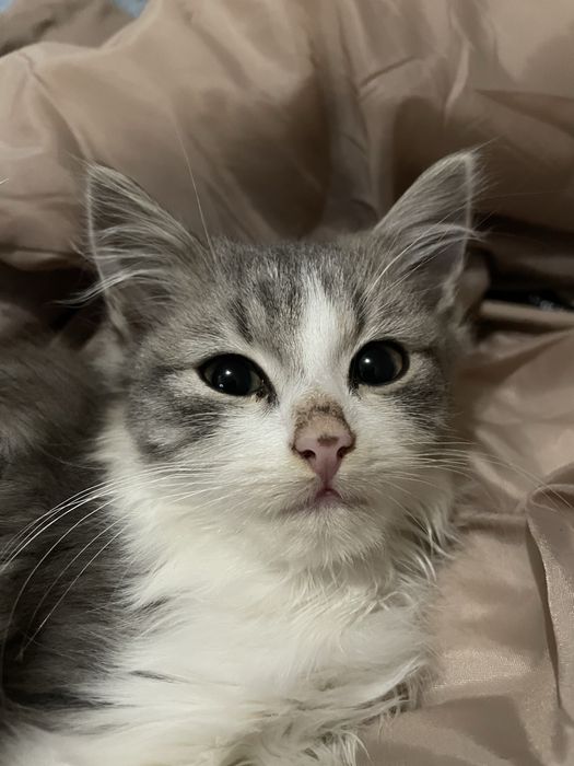 В добрі руки котик хлопчик