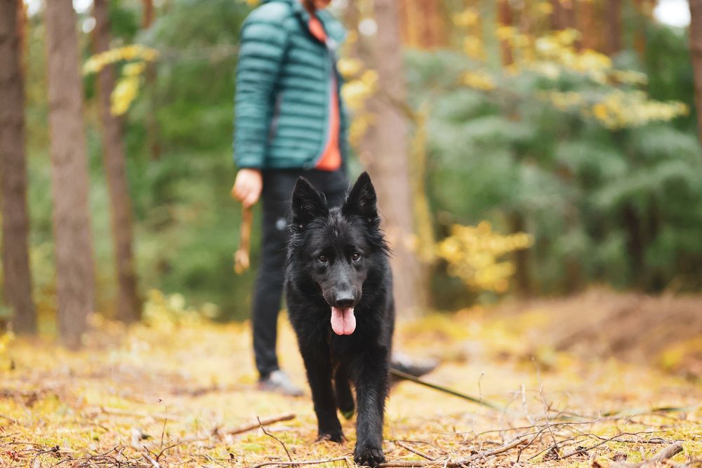Owczarek Lima – czarne espresso w psiej wersji