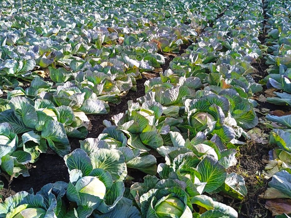 Капуста, морква, буряк оптом.