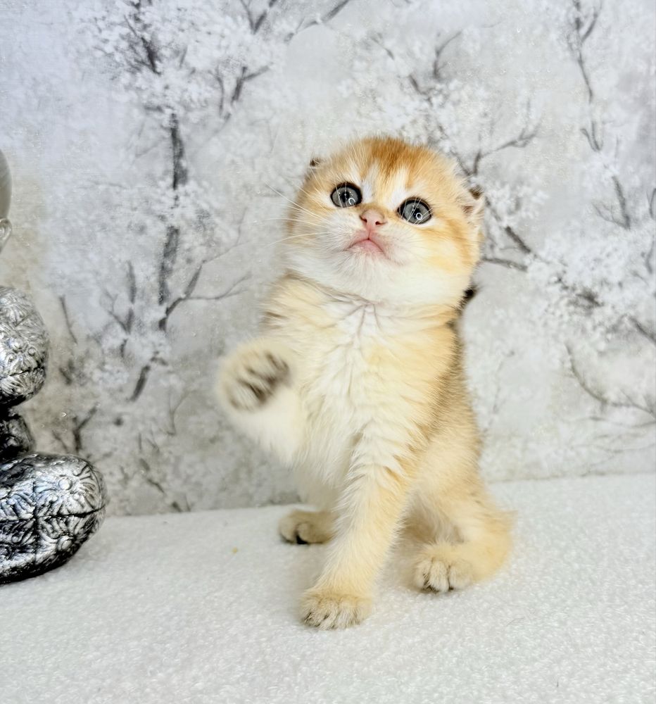 Menina scottish fold golden
