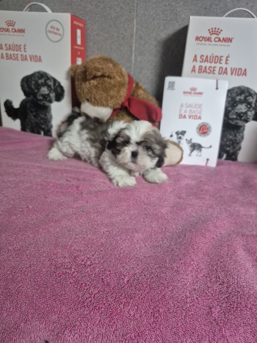 Shih-tzu Macho Tricolor Criadora Registada PT 3088 FL