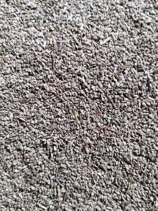 Seradela, Seladera,(nie gorczyca facelia)