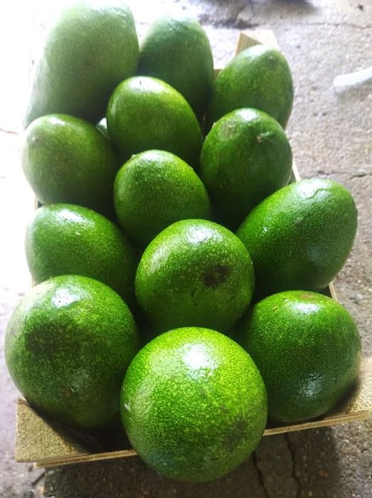 Pera abacates para venda