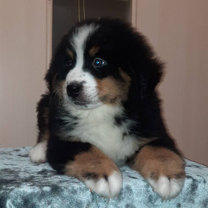 Продается девочка бернского зенненхунда