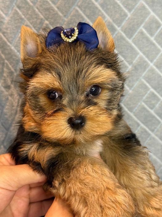 Yorkshire Terryer chlopczyk