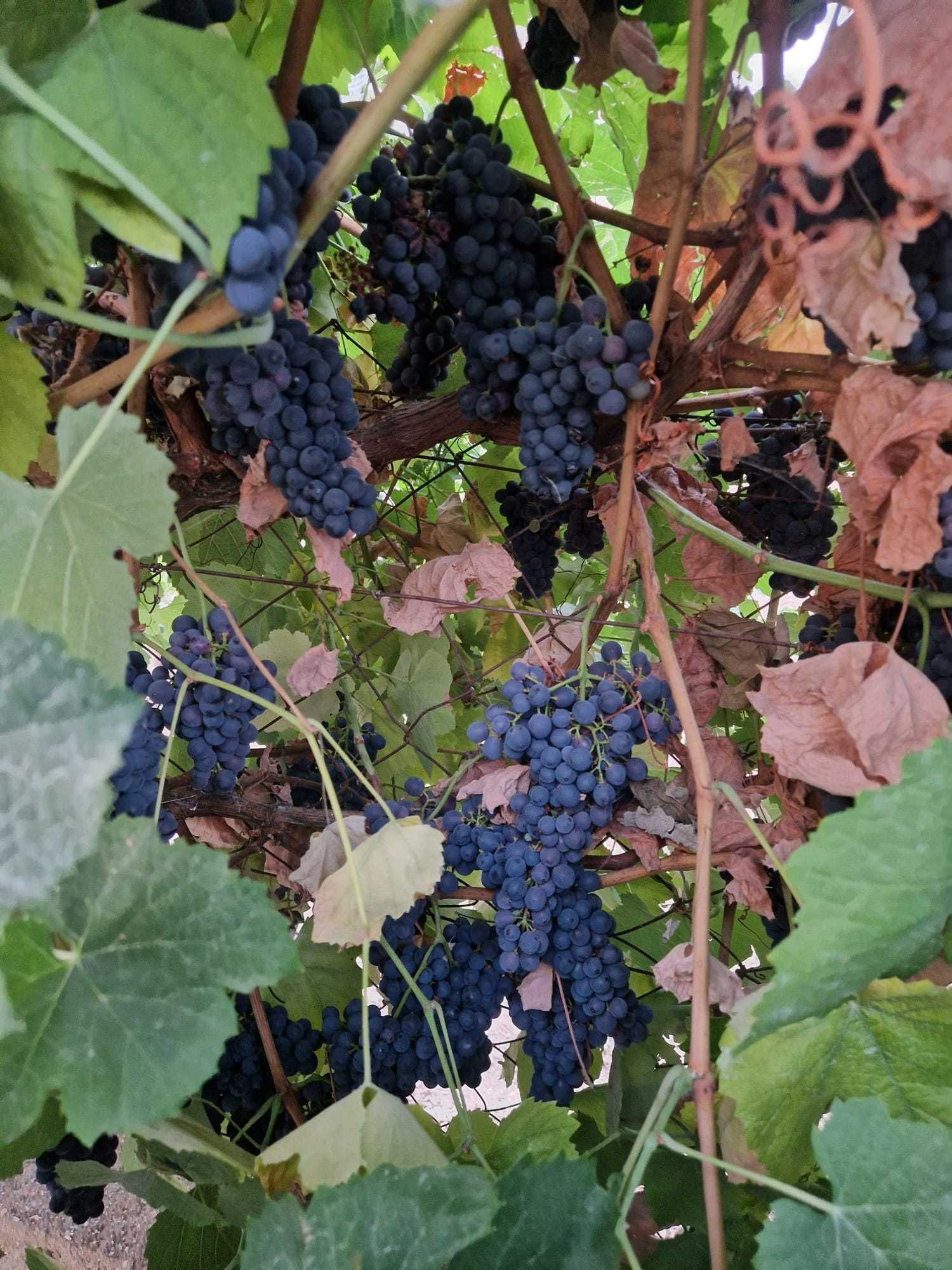 VENDO UVAS: Touriga nacional &  Touriga francesa
