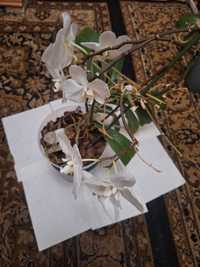 Орхідея Біла квітуча