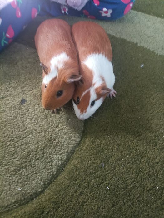 морські свинки красіві